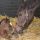 Am Tag nach der Geburt: Das Stutfohlen von Frankel mit ihrer nicht minder berühmten Mutter Danedream. Foto: Newsells Park Stud